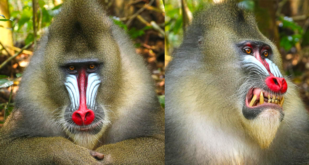 mandrills
