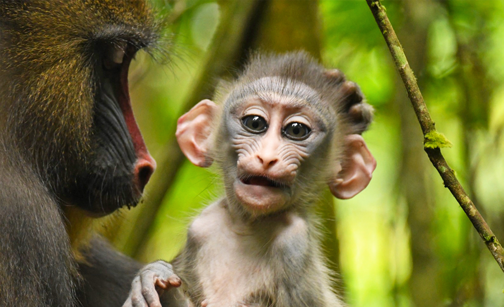 mandrills