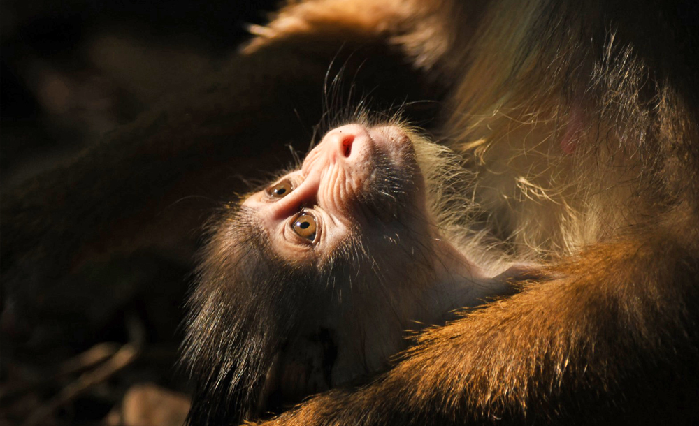 mandrills