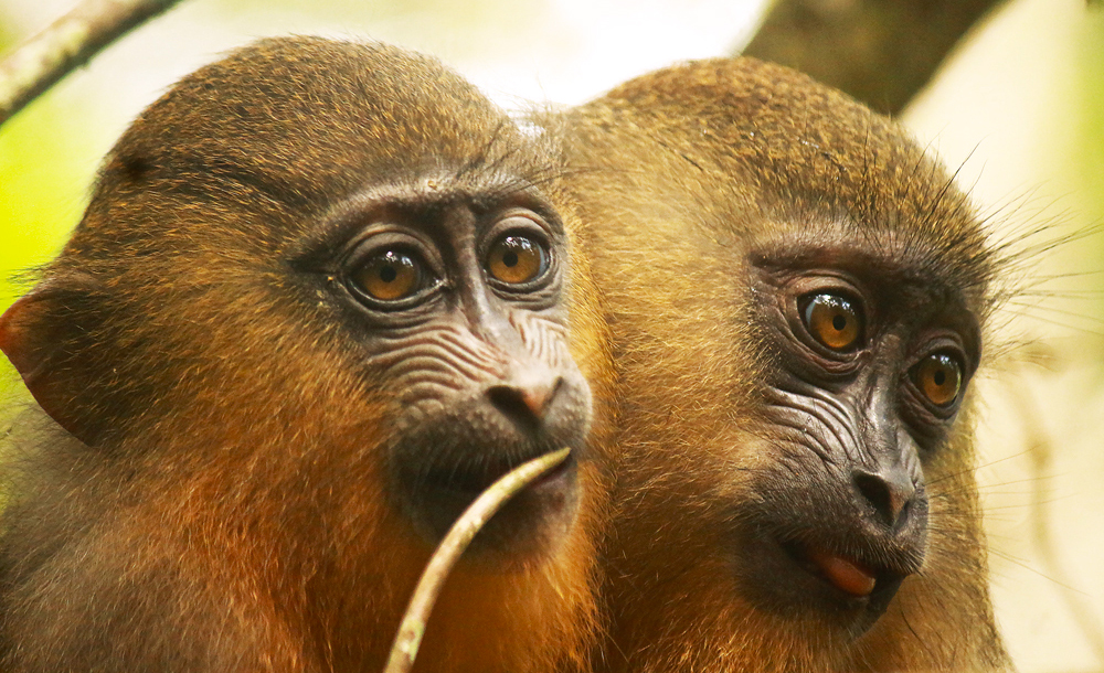 mandrills