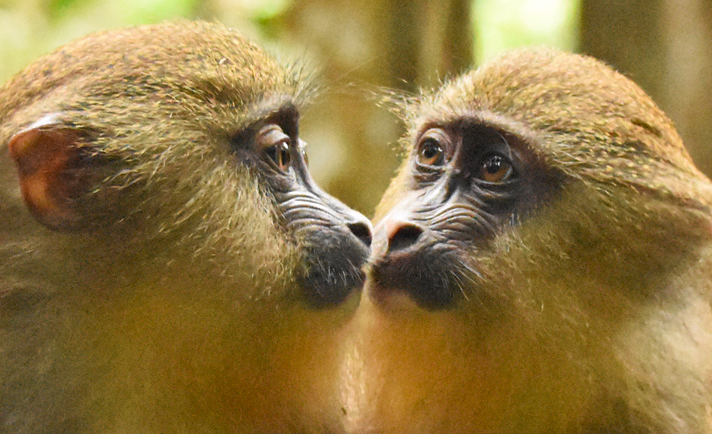 mandrills
