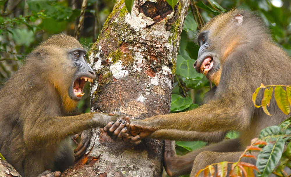 mandrills
