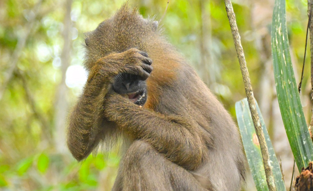 mandrills