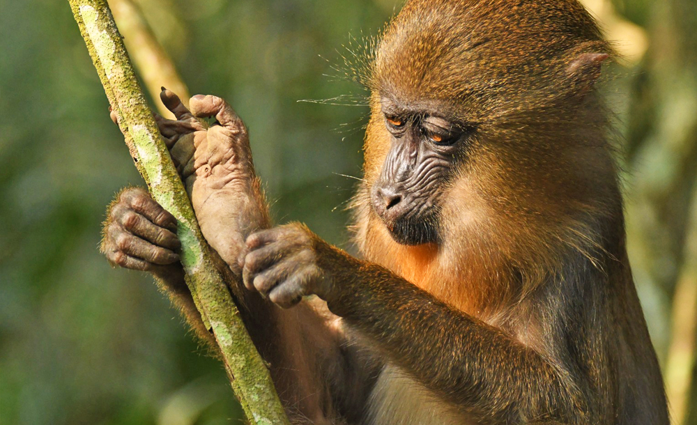 mandrills