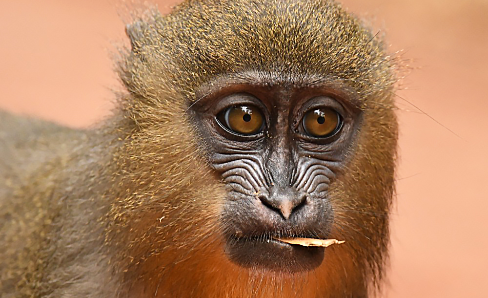 mandrills