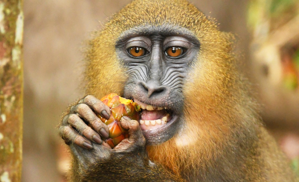 mandrills