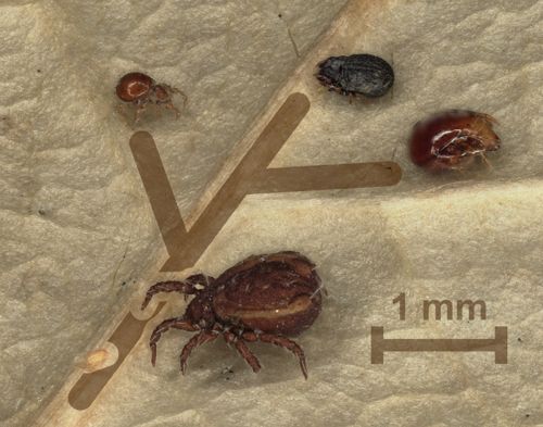 Evolution in small scales — David Fröhlich