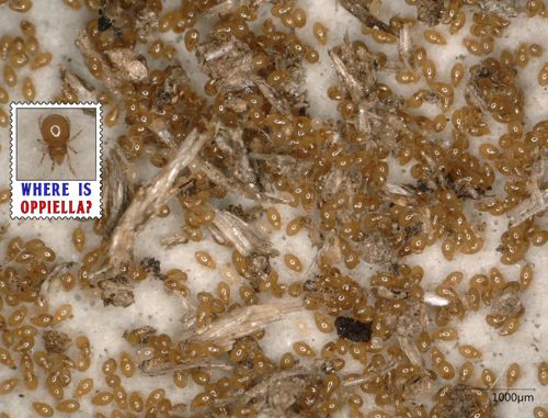 Where is *Oppiella*? — David Fröhlich