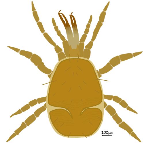 Bog Predator — Jay Ing