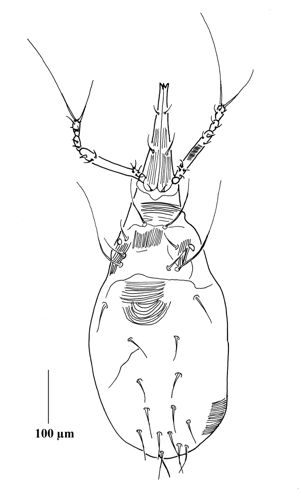 *Spinibdella cronini* (Bdellidae) — Maryam Majidi