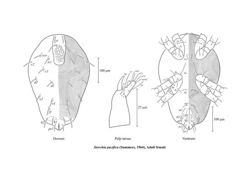 Morphological illustration of Storchia pacifica  (Summers, 1964) — Neeraj Martin