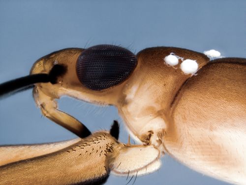 Water mites on Gerridae — Simon Clavier