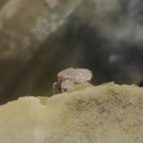 Offspring care behavior: The female, immediately after oviposition, carefully retrieves the egg using her gnathosoma and deposits it into small depressions in the substrate, likely as a protective measure for her offspring. — Thais J. do Prado