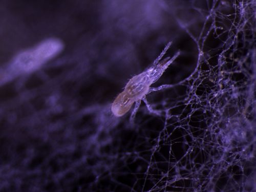 Rest before transformation: A deutonymph in the final of pre-ecdysis phase rests on fungal hyphae, awaiting the molt to the adult stage. — Thais J. do Prado