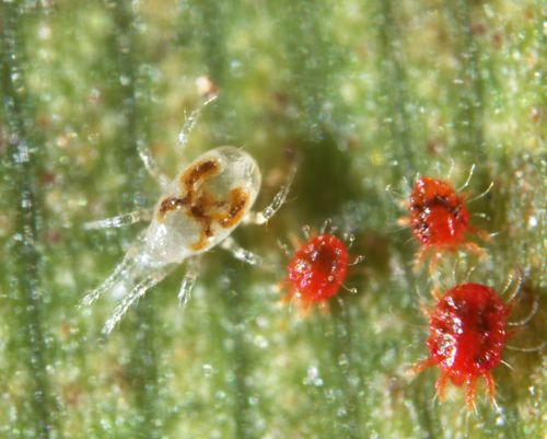Feeding on *Raoiella indica* — Gil Estezes & Francisco Ferragut