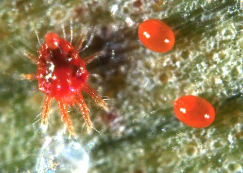Male and eggs of *Raoiella indica* — Gil Estezes & Francisco Ferragut
