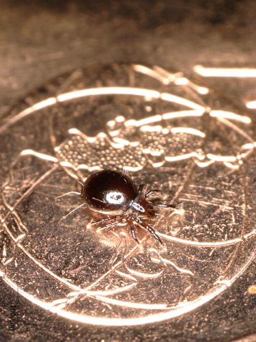 Mites to rule the world — David Fröhlich