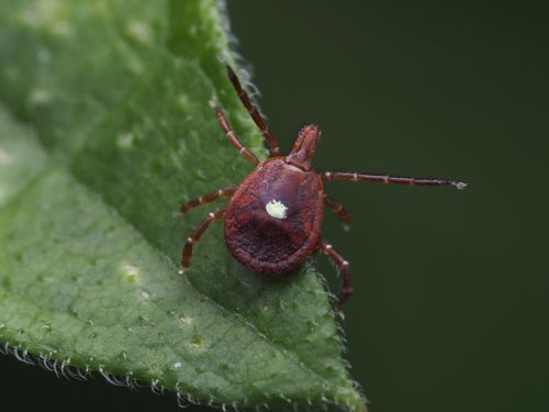 Questing lone star tick — Rowan Howe