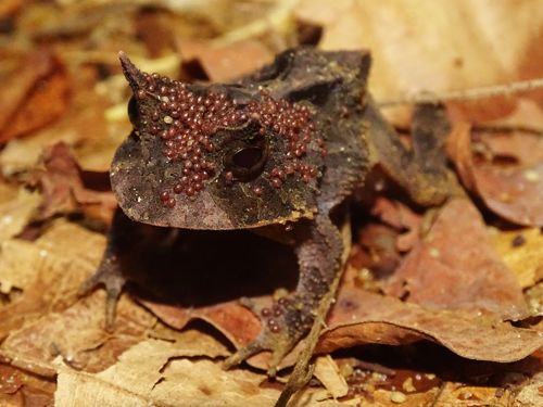Public transportation, frog edition — Fernando Jacinavicius, Leandro Drummond & Ricardo Bassini-Silva