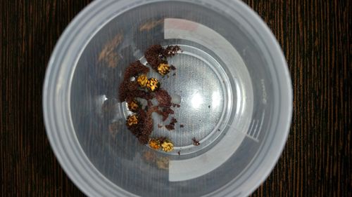Tick control practices and survey of acaricide resistance status in cattle tick *Rhipicephalus (Boophilus)* microplus and *Hyalomma anatolicum anatolicum* in selected areas of Rewa district of Madhya Pradesh, India — Rinesh Kumar