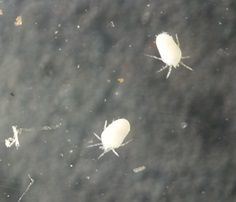 Trombiculid mites II — Govindarajan Dr Renu