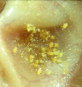 Trombiculid Mites — Govindarajan Renu