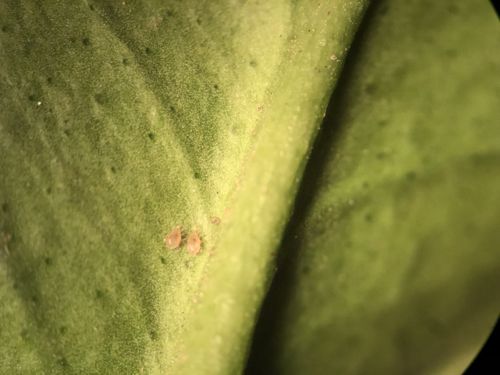 A predatory mite — Somya Sweelam