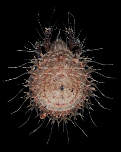 Oribatid mites as depicted in Ernst Haeckel's Kunstformen der Natur (1899–1904) II: Nymph of genus *Cepheus*. — Yuzuru & Satoshi SHIMANO & YOSHIDA
