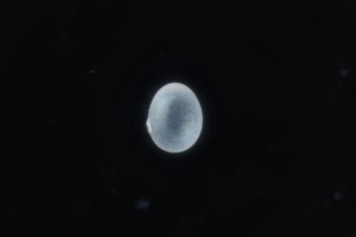 Predator, Unhatched — Keshi Zhang