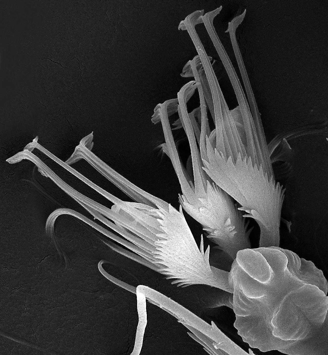 Ambulacrum of Prostigmata — Antonella Di Palma