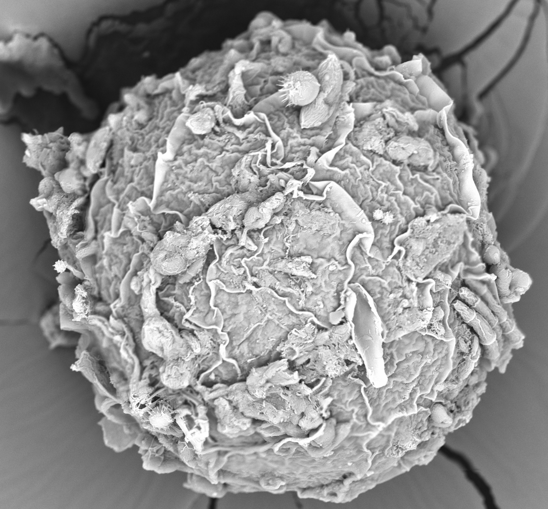 Egg — Antonella Di Palma