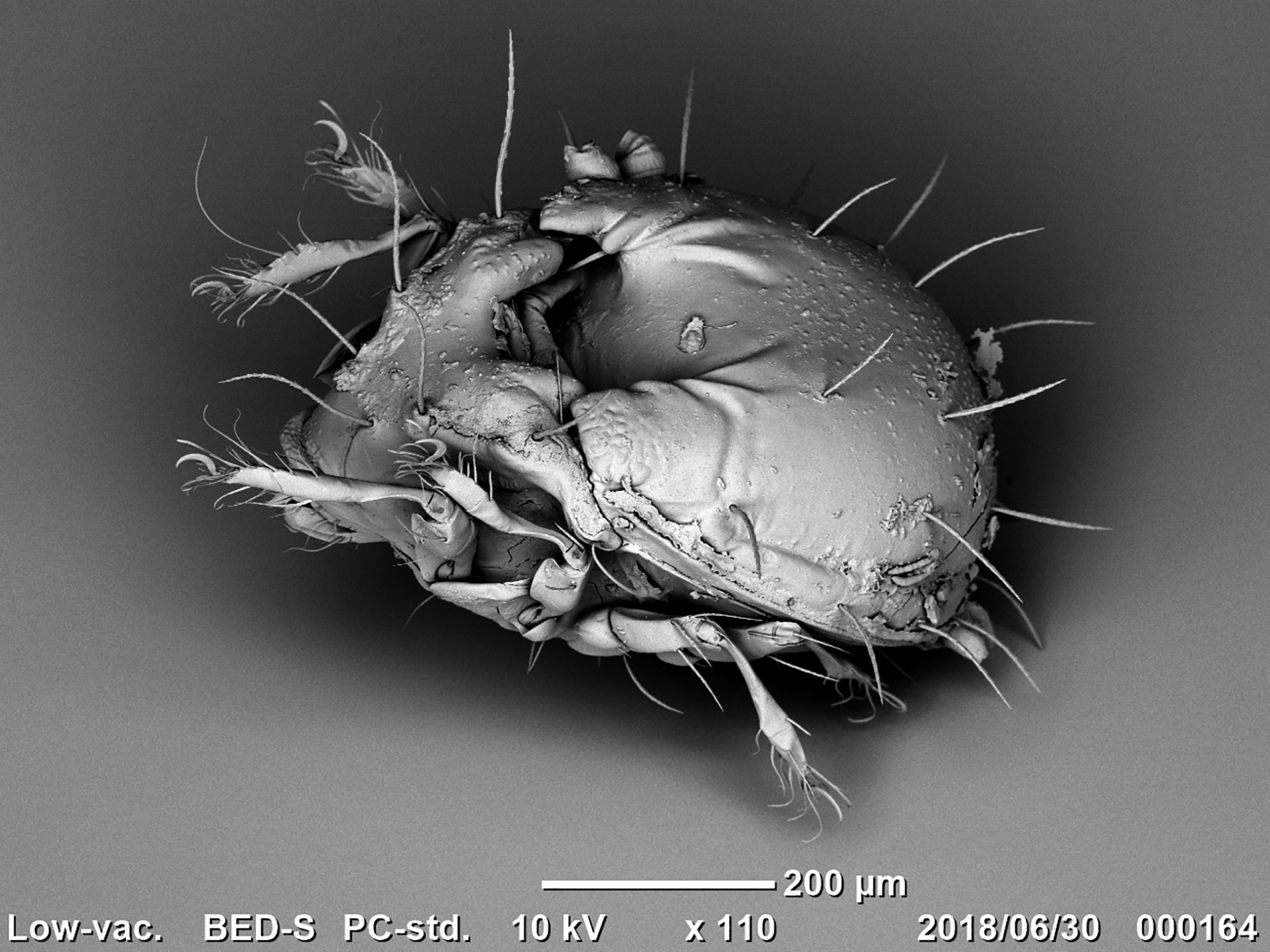 Nippobodes insolitus Aoki, 1959 - Oribatida — Satoshi Shimano