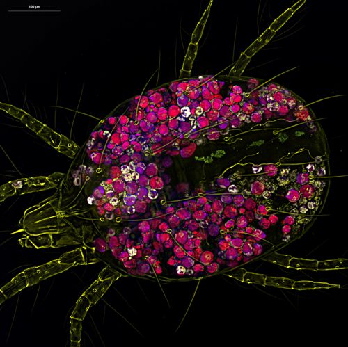 Spider mite body showing digestive cells — Zoran Culo