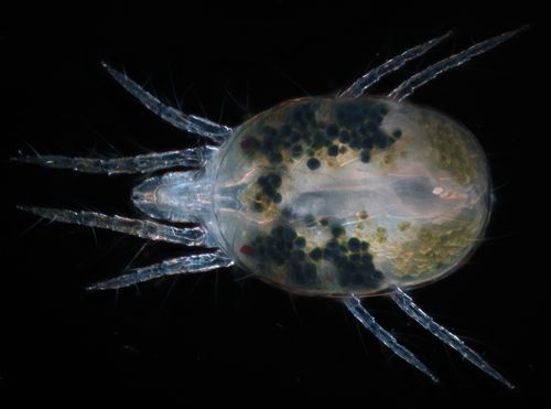 Culo_micro2_SpiderMite — Zoran Culo