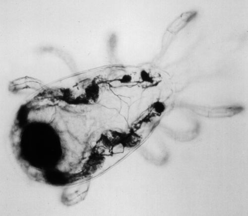 Malpighian tubules — Antonella Di Palma
