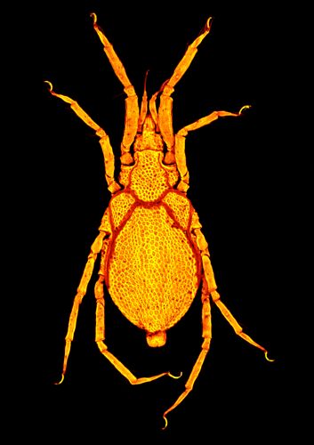 Mite from the abyss 1 — Furkan Durucan, Terue C. Kihara & Almir R. Pepato